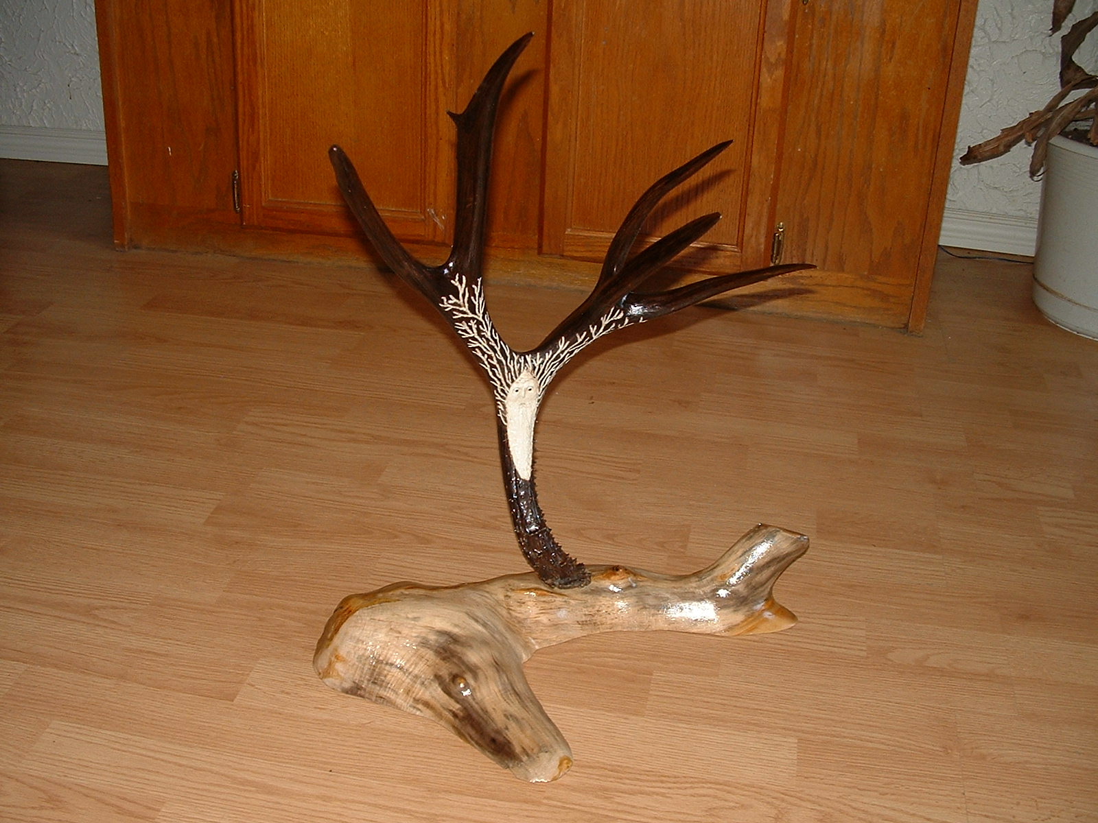 SHED ANTLER CRAZY